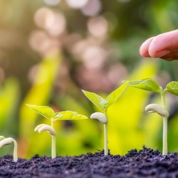 A close-up of a hand watering a row of young green seedlings in soil. The background is softly blurred with warm sunlight filtering through, highlighting the growth stages from left to right. With quality input from the best fertilizer, this scene represents nurturing and growth in a natural setting.
