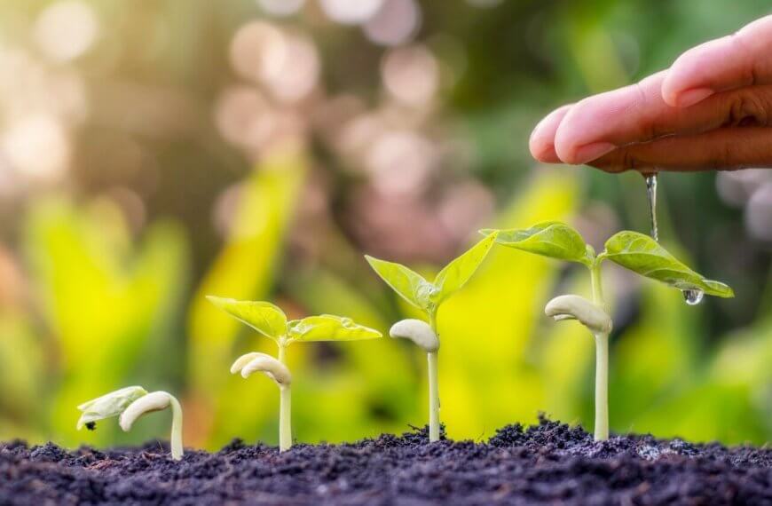 A close-up of a hand watering a row of young green seedlings in soil. The background is softly blurred with warm sunlight filtering through, highlighting the growth stages from left to right. With quality input from the best fertilizer, this scene represents nurturing and growth in a natural setting.