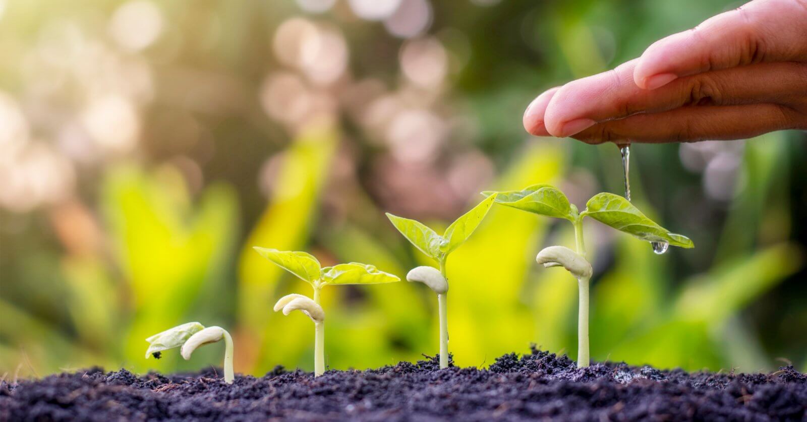 A close-up of a hand watering a row of young green seedlings in soil. The background is softly blurred with warm sunlight filtering through, highlighting the growth stages from left to right. With quality input from the best fertilizer, this scene represents nurturing and growth in a natural setting.