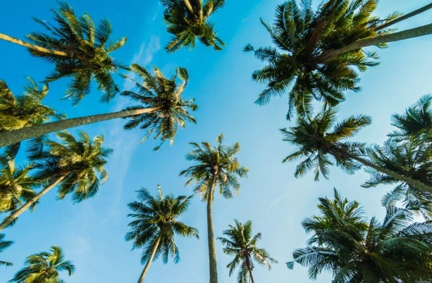 Gazing up at tall coconut trees is reminiscent of the coco lumber often found with wood suppliers in Metro Manila, set against a clear blue sky.