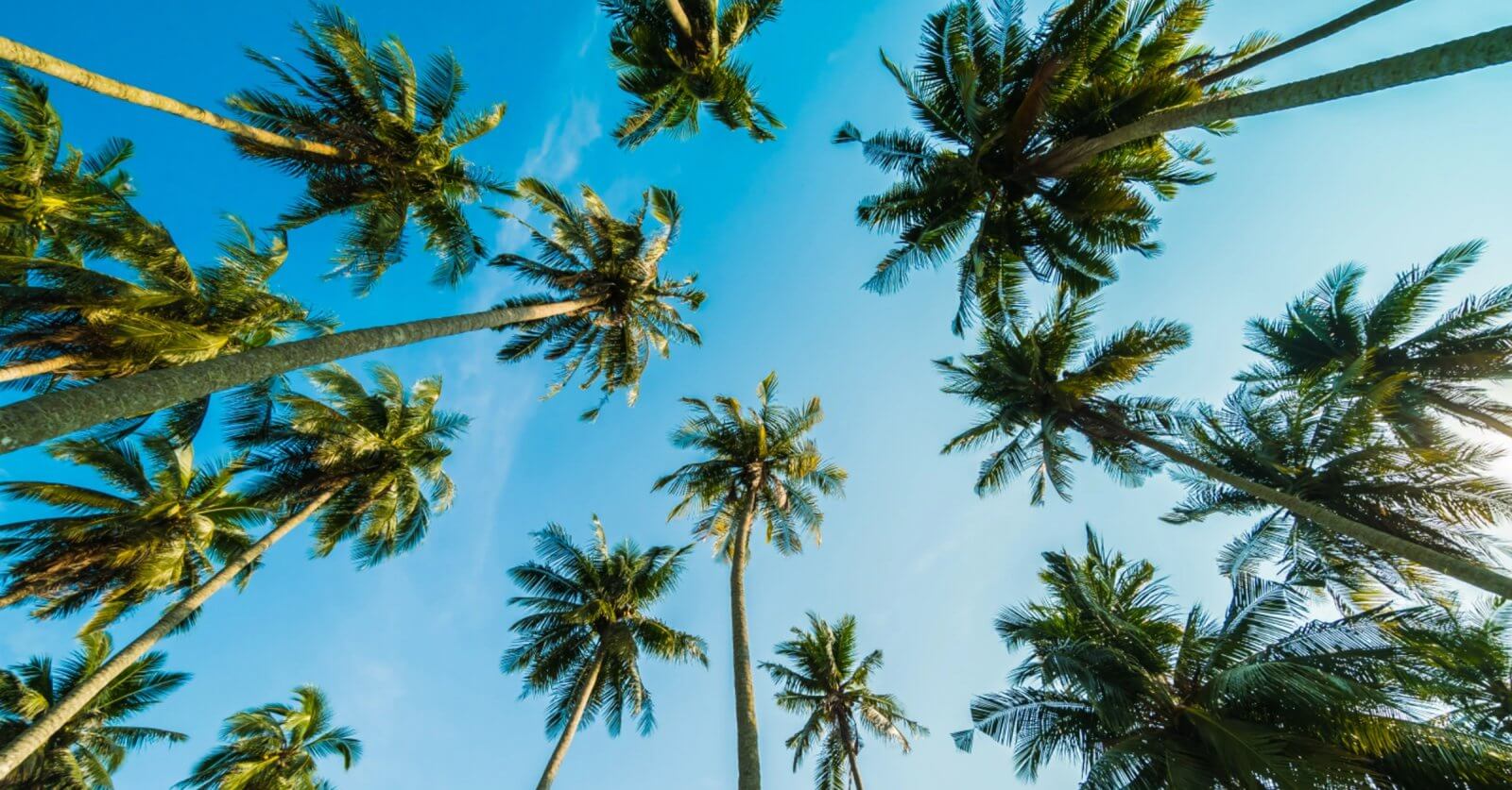 Gazing up at tall coconut trees is reminiscent of the coco lumber often found with wood suppliers in Metro Manila, set against a clear blue sky.