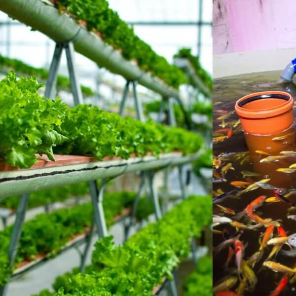 Rows of leafy green lettuce grow in pipes; use our Free Tool Aquaponics Calculator to Grow More efficiently.