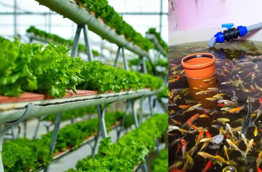 Rows of leafy green lettuce grow in pipes; use our Free Tool Aquaponics Calculator to Grow More efficiently.