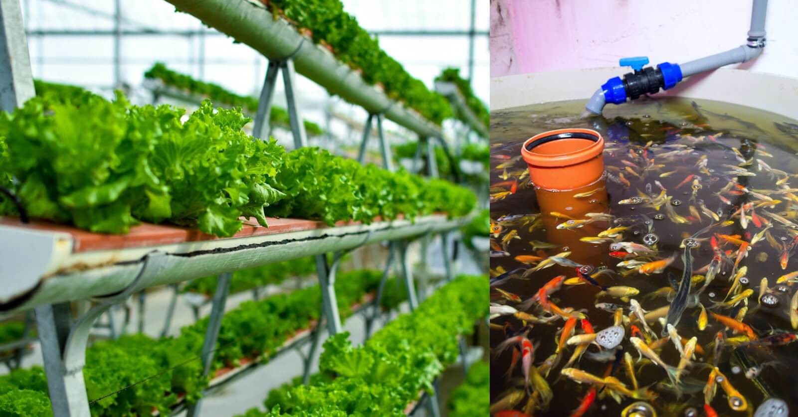 Rows of leafy green lettuce grow in pipes; use our Free Tool Aquaponics Calculator to Grow More efficiently.
